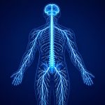 Le système nerveux : rôle, organisation et fonctions